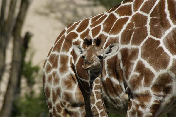 "Giraffen-Baby "Limber" im verwirrenden Farb- und Musterspiel vor ihrer Mutter "Kabonga"."