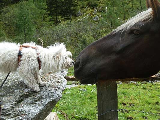 Westi (West Highland White Terrier) "Missi": "Sie war gerade mal fünf Monte und sieht zum ersten Mal ein Pferd. Hab ich selbst fotografiert."