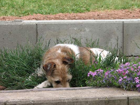 Jack Russel Terrier "Tommi": "Er entdeckte, dass ein Blumenbeet doch recht gemütlich sein kann."