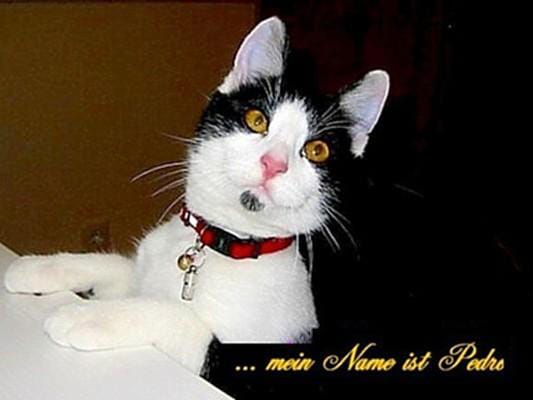 Katze "Pedro": "Er ist der Chef im Hause."