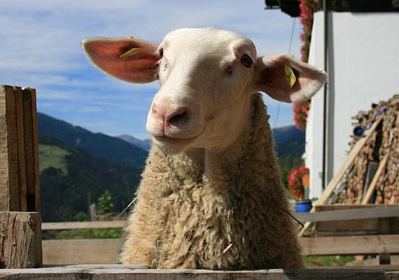 "Ein Schaf auf dem Jöhrerhof im Lesachtal (Österreich). Das Tier ist unwahrscheinlich zutraulich und neugierig."