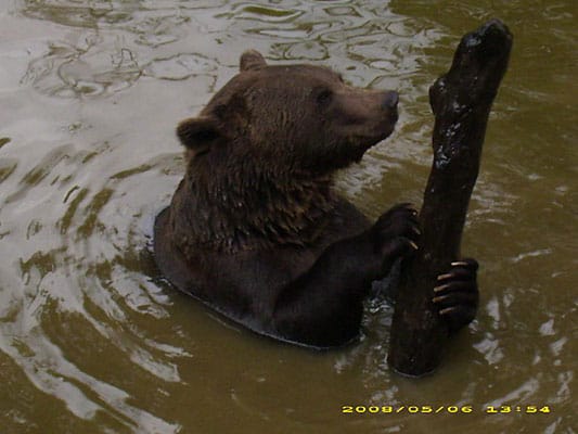 "Der Bär vom Bayerischen Nationalpark spielt im Teich mit einem Baumstamm."