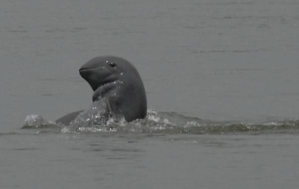Irawadi-Delfin: Im Mekong, dem längsten Fluss Südostasiens, leben nur noch etwa 85 Irawadi-Delfine. Eine hohe Sterblichkeit bei den Jungtieren und die Nutzung von Kiemennetzen in der Fischerei haben die Bestände dezimiert. Damit ist der Irawadi-Delfin akut vom Aussterben bedroht.