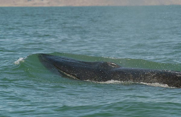 Grauwal: Besonders schlimm steht es laut WWF um den Westpazifischen Grauwal. Die letzten Exemplare, rund 130 Tiere mit weniger als 30 fortpflanzungsfähigen Weibchen, lebten vor der russischen Insel Sachalin. Der WWF warnt vor dort geplanten gigantischen Ölförderprojekten und fordert stattdessen ein Walschutzgebiet.