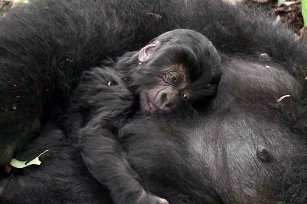 Ein drei Tage altes Berggorilla-Baby im Virunga-Nationalpark im Kongo: Nach Angaben des WWF ist der Berggorilla vom Aussterben bedroht