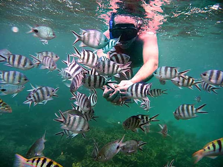 Die Korallenriffe rund um Mauritius laden mit ihrer Artenvielfalt an Fischen zum Tauchen und Schnorcheln ein.