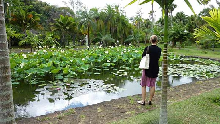 Der botanische Garten von Pamplemousses beeindruckt mit seinem riesigen Seerosenteich.