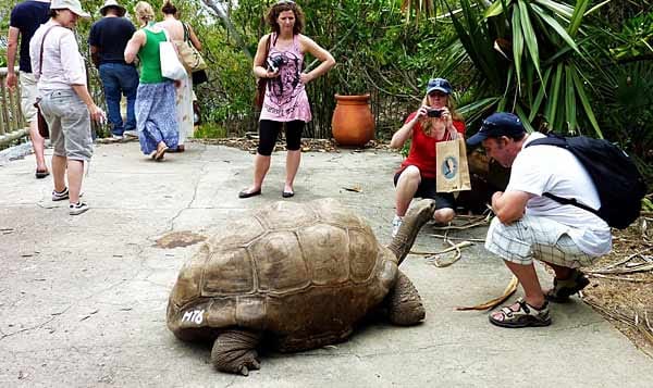 Auf der Insel Ile aux Aigrettes in der Bucht vor Mahébourg wird die ursprüngliche Fauna und Flora wiederhergestellt und bewahrt. Eine Attraktion sind die freilaufenden Aldabra-Riesenschildkröten.