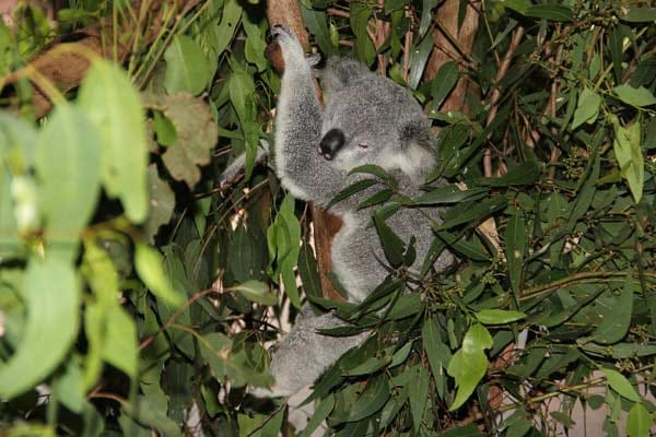 "Da hängt ein Koala im Australia Zoo."