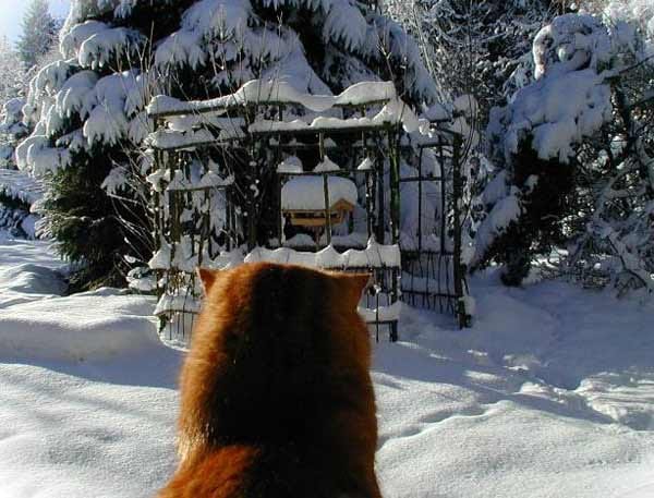 "Katze "Batzi" schaut den Vögeln bei der Winterfütterung im Vogelhaus zu."