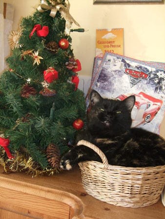 "Katze "Lucy" feiert Weihnachten."