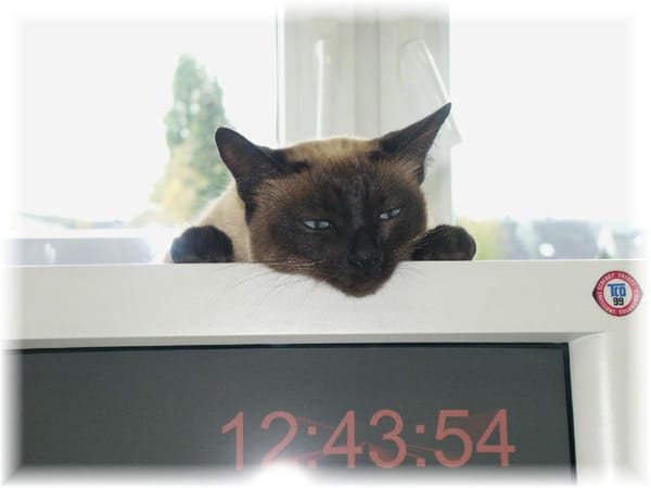 "Thai-Katze "Luna" liebt den alten Röhren-Monitor."