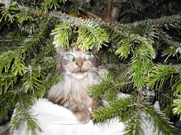 "Die amerikanische Waldkatze "Cookie" sitzt unterm Weihnachtsbaum."
