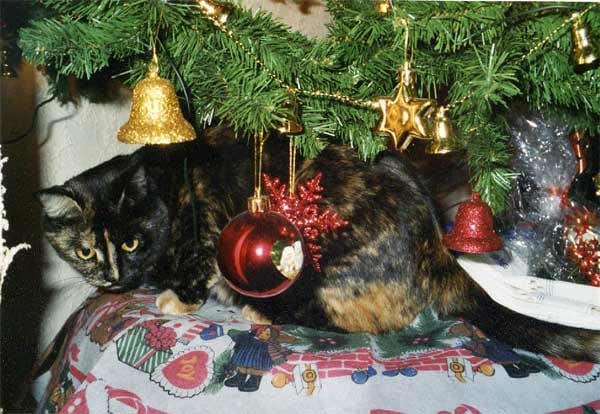 "Das ist unsere Katze "Hexe" unterm Tannenbaum!"