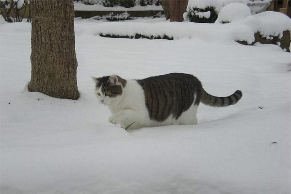 "Fräulein "Smillas" Gespür für Schnee! Katze "Smilla" liebt es, im Schnee und auf dem zugefrorenen Teich zu laufen."
