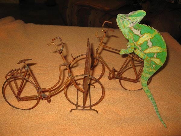 "Das ist Jemen Chamäleon "Boy George". Wer kommt mit auf die Radtour?"