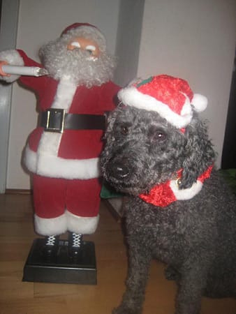 "Unser Hund "Blacky" freut sich auf Weihnachten."