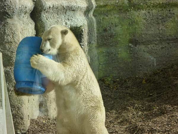 "Eisbär: Meinen Abfalleimer entleere ich selber."