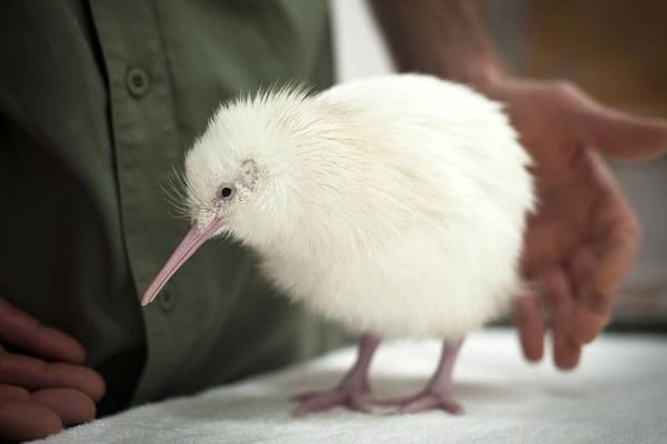 Weihnachtsüberraschung in Neuseeland: der weiße Kiwi "Mauriora"