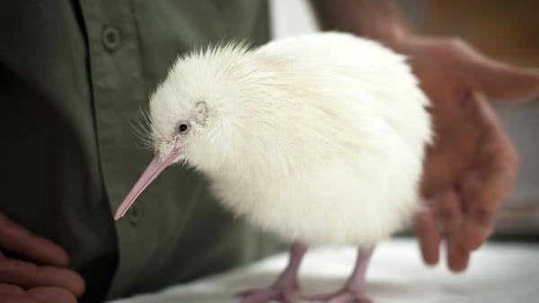 Weihnachtsüberraschung in Neuseeland: der weiße Kiwi "Mauriora"