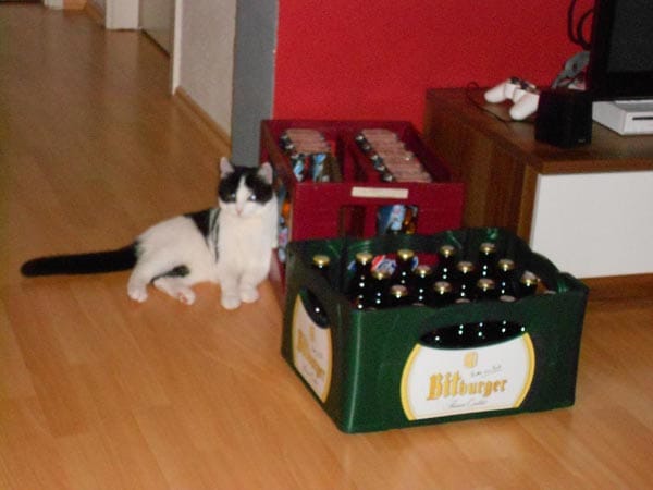 "Katze 'Loona' bewacht die Bierkästen."
