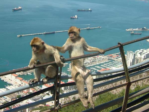 "Die Affen von Gibraltar genießen die Aussicht."