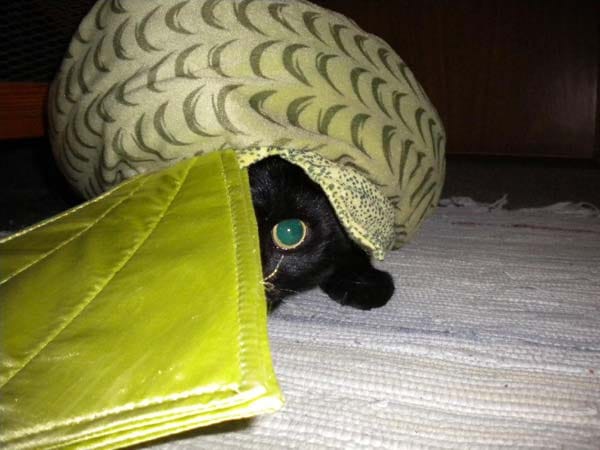 "Katze 'Bagira' findet immer wieder ein Versteck."