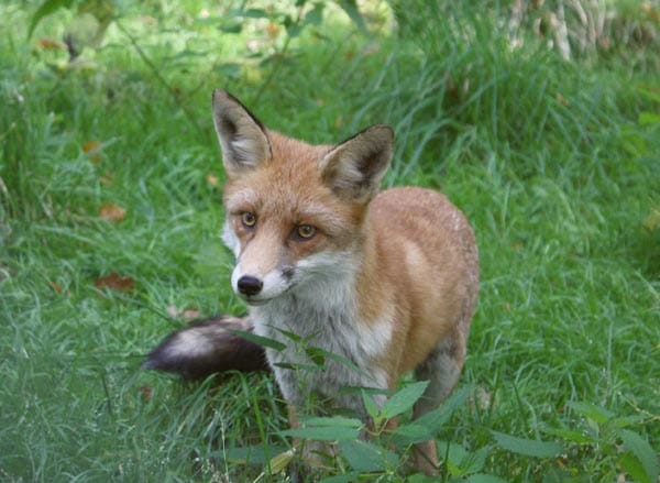 Dieser neugierige Fuchs fixiert mit seinem Blick vielleicht schon die nächste Beute.