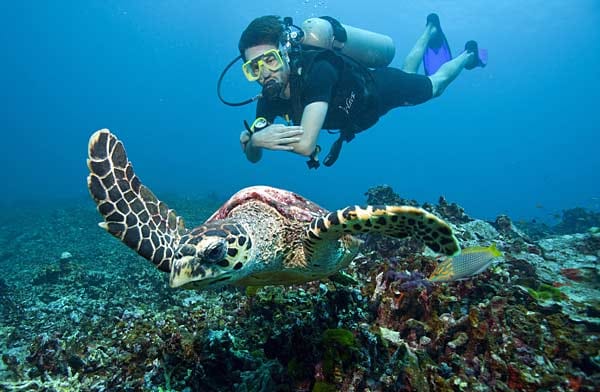 Schöner tauchen mit Schildkröte: Dieses Exemplar bei den Similan-Inseln hat nichts gegen Gesellschaft.