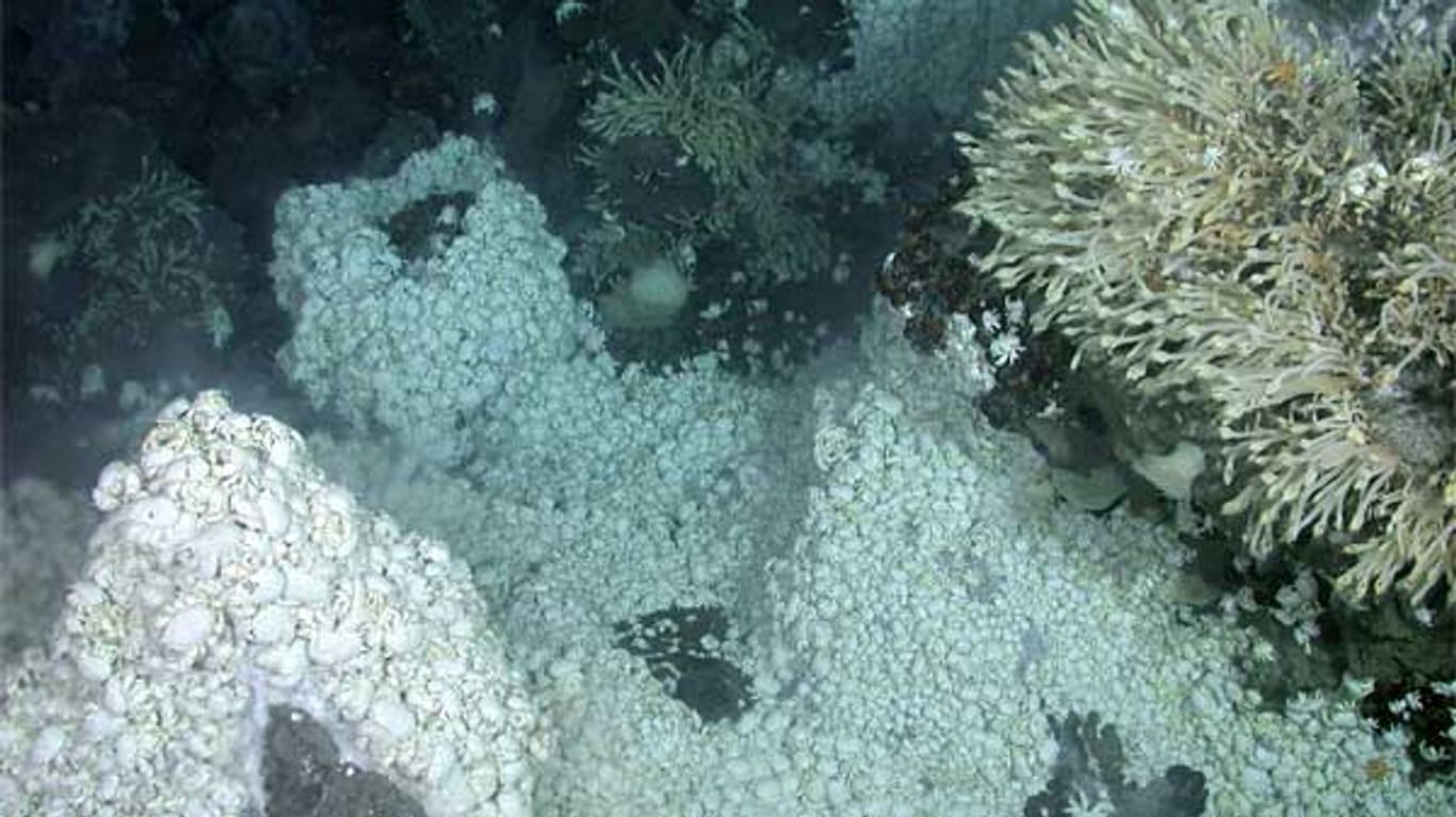 Lebendiger Teppich am Meeresgrund: Eine riesige Ansammlung von weißen Yeti-Krabben in der Antarktis