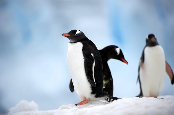 Eselspinguine: Eine Kolonie von 4000 Vögeln brütet in der Dorian-Bucht auf der Wiencke-Insel. Ihre Rufen gaben ihnen den Namen, und sie gelten unter den Pinguinen als die schnellsten Schwimmer.