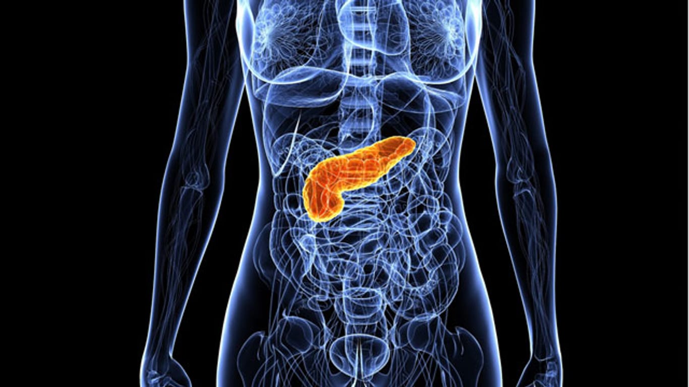 Pankreatitis: Die Bauchspeicheldrüse liegt zwischen Magen, Milz und Leber.