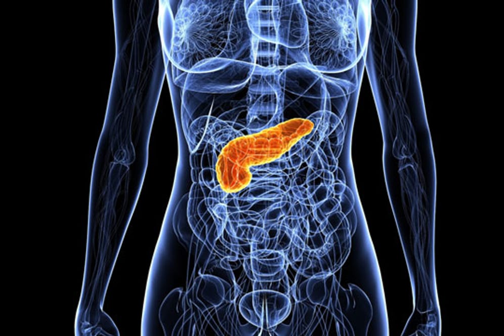 Pankreatitis: Die Bauchspeicheldrüse liegt zwischen Magen, Milz und Leber.