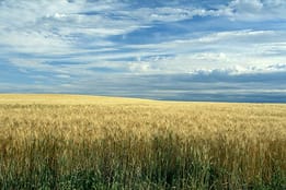 Deutschland muss Getreide importieren