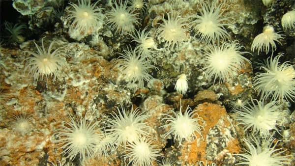 Seeanemonen: In Zukunft müssten Meeresforscher sich auch an Stellen umsehen, die bisher eigentlich nicht für hydrothermale Quellen in Frage kamen, fordert Wissenschaftler Douglas Connelly. "Wenn die Quellen nur 20 Kilometer voneinander entfernt wären, könnte man die Ausbreitung der Lebewesen viel besser erklären."