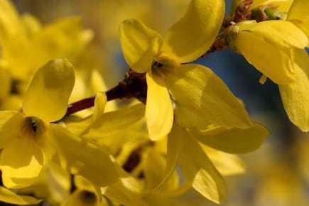 Forsythien sind der Klassiker unter den Osterzweigen