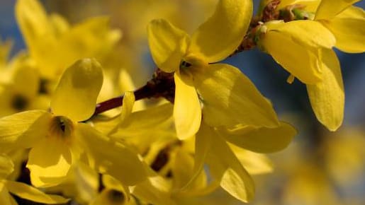 Forsythien sind der Klassiker unter den Osterzweigen