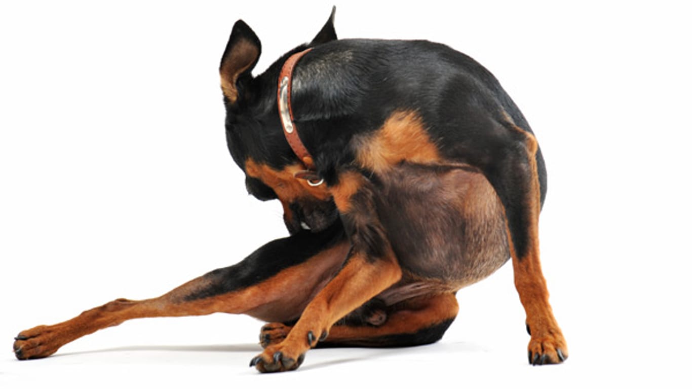 Hunde, die sich lecken oder kratzen, können unter ernsthafter Krankheit leiden.