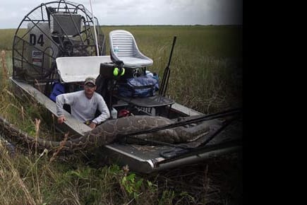 Der Tigerpython breitet sich in den Everglades rasant aus - und bringt das Ökosystem in Florida in Gefahr.