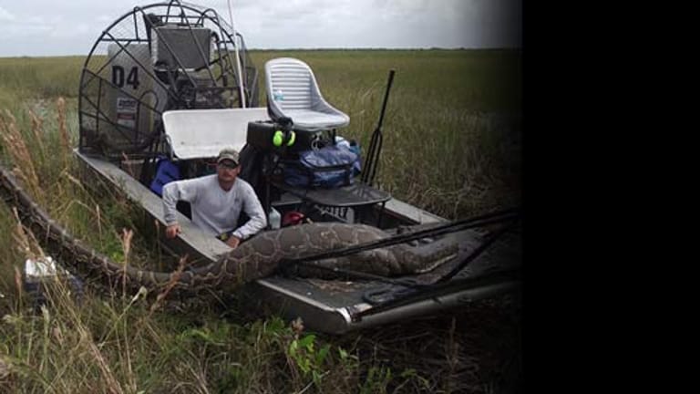 Der Tigerpython breitet sich in den Everglades rasant aus - und bringt das Ökosystem in Florida in Gefahr.