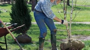 Einen Baum pflanzen: Bei all dem industriellen Abfall, den Sie im Laufe Ihres Lebens verursachen, sollten Sie eigentlich gleich einen ganzen Wald pflanzen. Oder eben für entsprechende Projekte spenden.