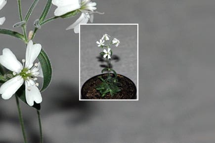 Blüten aus 30.000 Jahre alten Material: Die Silene stenophylla ist eine Blume aus dem Eis