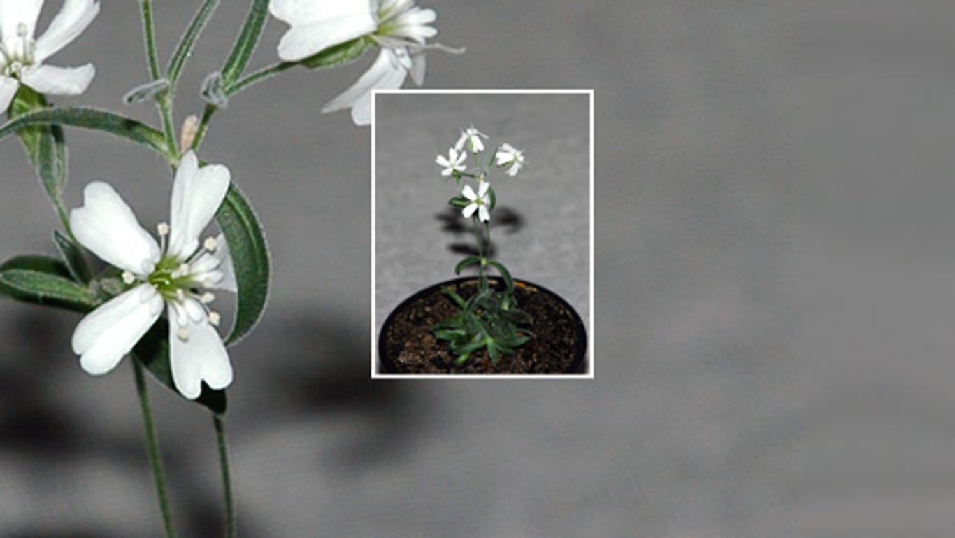 Blüten aus 30.000 Jahre alten Material: Die Silene stenophylla ist eine Blume aus dem Eis