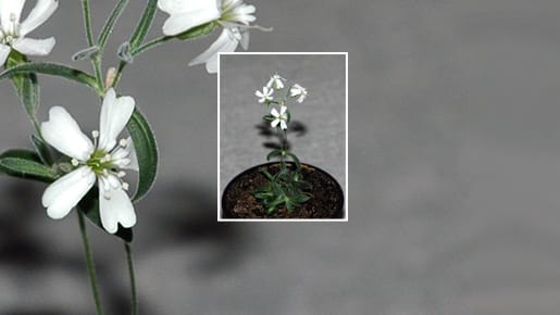 Blüten aus 30.000 Jahre alten Material: Die Silene stenophylla ist eine Blume aus dem Eis Blüten aus 30.000 Jahre alten Material: Die Silene stenophylla ist eine Blume aus dem Eis