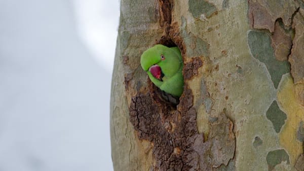 Nimmt der Halsbandsittich anderen Vögel die Brutplätze weg?