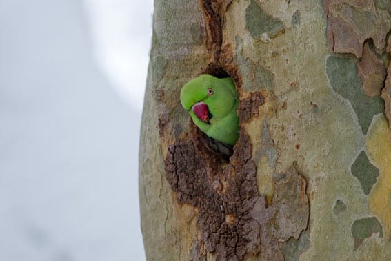 Nimmt der Halsbandsittich anderen Vögel die Brutplätze weg?