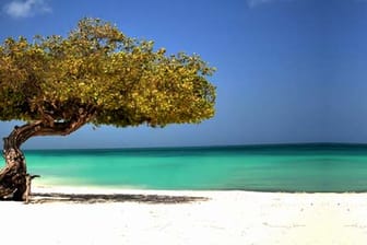 Divi Divi Baum am Strand von Aruba