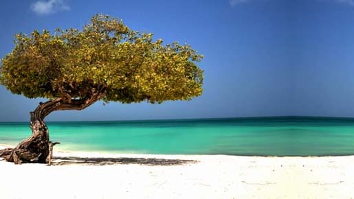 Divi Divi Baum am Strand von Aruba