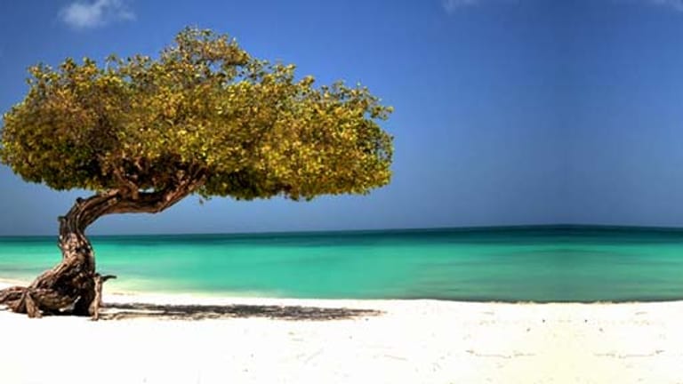 Divi Divi Baum am Strand von Aruba