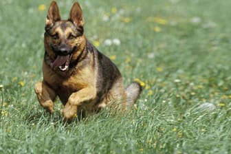 Der beliebteste Hund der Deutschen: der Schäferhund